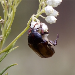 Bisallardiana gymnopleura at Bungonia, NSW - 17 Nov 2024