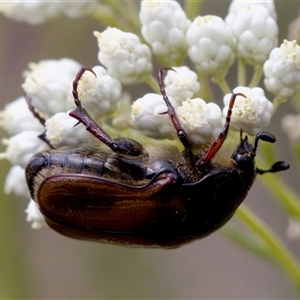 Bisallardiana gymnopleura at Bungonia, NSW - 17 Nov 2024