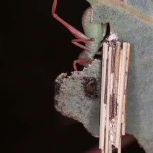 Clania lewinii & similar Casemoths at Bruce, ACT - 20 Nov 2024 10:38 AM