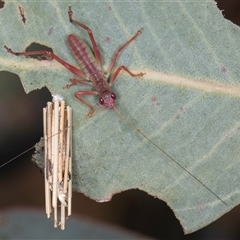 Clania lewinii & similar Casemoths at Bruce, ACT - 20 Nov 2024 10:38 AM