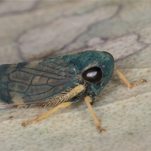 Neotartessus flavipes (A leafhopper) at Bruce, ACT by kasiaaus