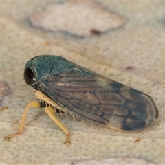 Neotartessus flavipes at Bruce, ACT - 20 Nov 2024