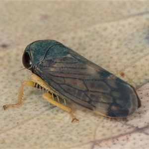 Neotartessus flavipes at Bruce, ACT - 20 Nov 2024