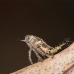 Tartessini sp. (tribe) (A leafhopper) at Bruce, ACT - 20 Nov 2024 by kasiaaus