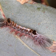 Euproctis baliolalis (Browntail Gum Moth) at Bruce, ACT - 19 Nov 2024 by kasiaaus