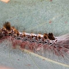 Euproctis baliolalis at Bruce, ACT - 20 Nov 2024