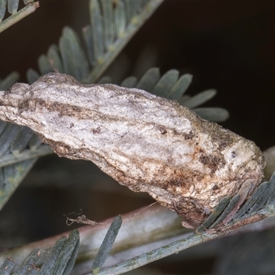 Psychidae (family) IMMATURE (Unidentified case moth or bagworm) at Bruce, ACT - 19 Nov 2024 by kasiaaus