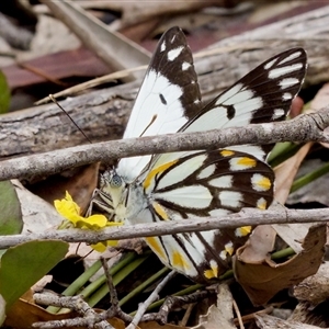 Belenois java at Bungonia, NSW - 17 Nov 2024