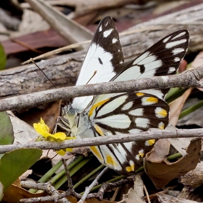 Belenois java (Caper White) at Bungonia, NSW - 17 Nov 2024 by KorinneM