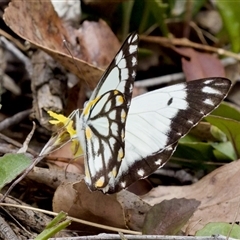 Belenois java at Bungonia, NSW - 17 Nov 2024