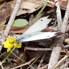 Belenois java at Bungonia, NSW - 17 Nov 2024