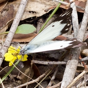 Belenois java at Bungonia, NSW - 17 Nov 2024