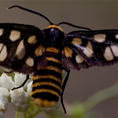 Amata (genus) (Handmaiden Moth) at Bungonia, NSW - 17 Nov 2024 by KorinneM