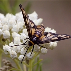 Amata (genus) at Bungonia, NSW - 17 Nov 2024