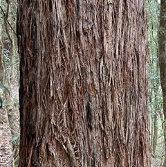 Eucalyptus globoidea at Coolagolite, NSW - 6 Nov 2024 by timharmony