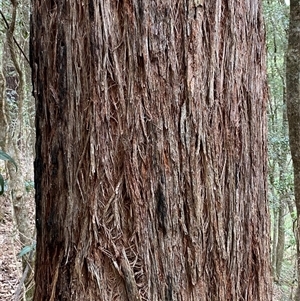 Eucalyptus dives at Coolagolite, NSW by timharmony