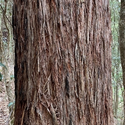 Eucalyptus globoidea at Coolagolite, NSW - 6 Nov 2024 by timharmony