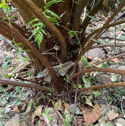 Cyathea australis subsp. australis (Rough Tree Fern) at Coolagolite, NSW - 6 Nov 2024 by timharmony