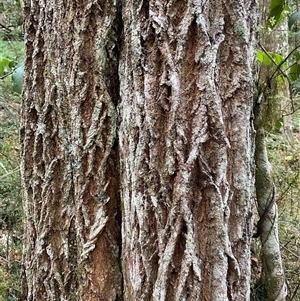 Eucalyptus bridgesiana at Coolagolite, NSW by timharmony