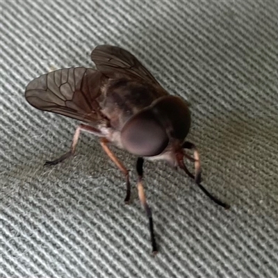 Tabanidae (family) (Unidentified march or horse fly) at Dunbogan, NSW - 9 Nov 2024 by Nette