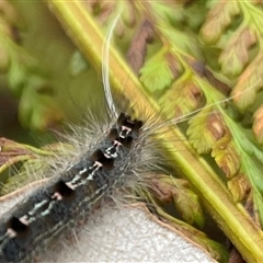 Lepidoptera unclassified IMMATURE moth at Dunbogan, NSW - 8 Nov 2024 by Nette