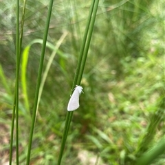 Tipanaea patulella at Dunbogan, NSW - 9 Nov 2024 by Nette