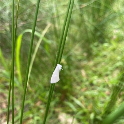 Tipanaea patulella at Dunbogan, NSW - 9 Nov 2024 by Nette