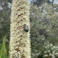 Eupoecila australasiae (Fiddler Beetle) at Dunbogan, NSW - 8 Nov 2024 by Nette