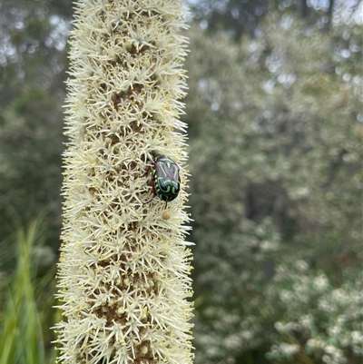 Eupoecila australasiae (Fiddler Beetle) at Dunbogan, NSW - 8 Nov 2024 by Nette