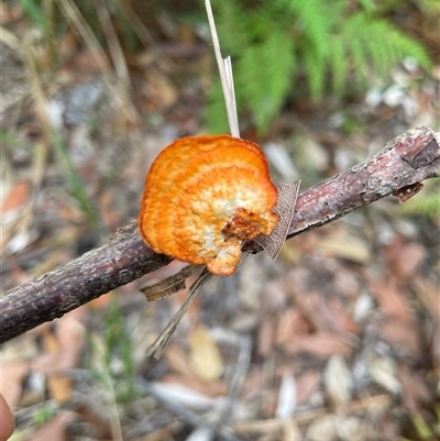 Trametes (old Pycnoporus sp.) (Scarlet Bracket) at Dunbogan, NSW - 9 Nov 2024 by Nette