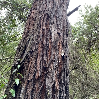 Eucalyptus bridgesiana at Coolagolite, NSW - 6 Nov 2024 by timharmony