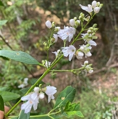 Prostanthera lasianthos (Victorian Christmas Bush) at Coolagolite, NSW - 6 Nov 2024 by timharmony