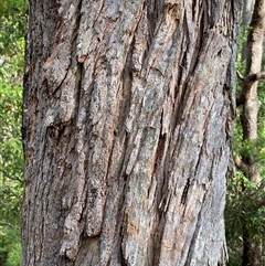 Eucalyptus bridgesiana at Coolagolite, NSW - 6 Nov 2024 by timharmony