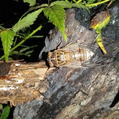 Henicopsaltria eydouxii (Razor Grinder) at Upper Pappinbarra, NSW - 21 Nov 2024 by Brouhaha