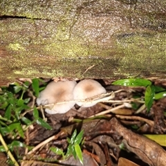 Mycena sp. (Mycena) at Upper Pappinbarra, NSW - 21 Nov 2024 by Brouhaha