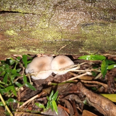 Mycena sp. (Mycena) at Upper Pappinbarra, NSW - 21 Nov 2024 by Brouhaha