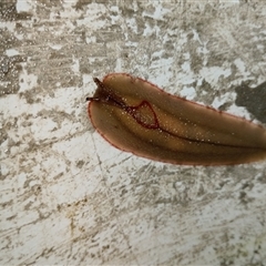 Triboniophorus graeffei (Red Triangle Slug) at Upper Pappinbarra, NSW - 19 Nov 2024 by Brouhaha