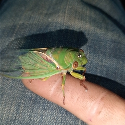 Cyclochila australasiae (Greengrocer, Yellow Monday, Masked devil) at Upper Pappinbarra, NSW - 12 Nov 2024 by Brouhaha