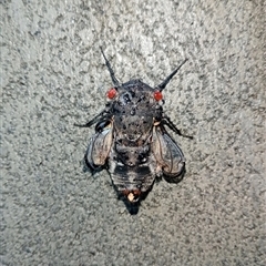 Psaltoda moerens (Redeye cicada) at Upper Pappinbarra, NSW - 12 Nov 2024 by Brouhaha