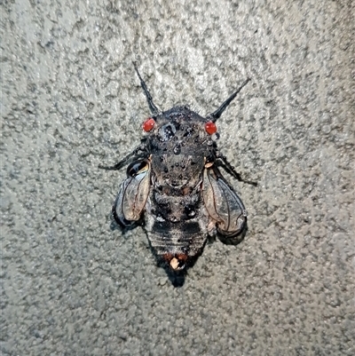 Psaltoda moerens (Redeye cicada) at Upper Pappinbarra, NSW - 12 Nov 2024 by Brouhaha