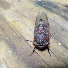 Psaltoda plaga (Black Prince Cicada) at Upper Pappinbarra, NSW - 12 Nov 2024 by Brouhaha