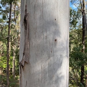 Unidentified Gum Tree at Coolagolite, NSW by timharmony