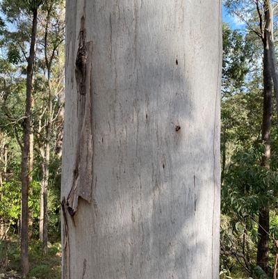 Unidentified Gum Tree at Coolagolite, NSW - 6 Nov 2024 by timharmony