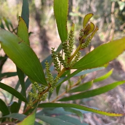 Acacia obtusifolia (Blunt-leaf Wattle) at Coolagolite, NSW - 6 Nov 2024 by timharmony