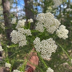 Ozothamnus diosmifolius (Rice Flower, White Dogwood, Sago Bush) at Coolagolite, NSW - 6 Nov 2024 by timharmony