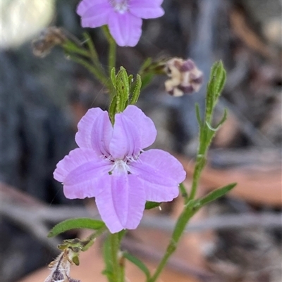 Coopernookia barbata (Purple Coopernookia) at Coolagolite, NSW - 12 Nov 2024 by timharmony