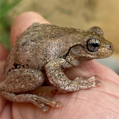 Litoria peronii (Peron's Tree Frog, Emerald Spotted Tree Frog) at Coolagolite, NSW - 13 Nov 2024 by timharmony