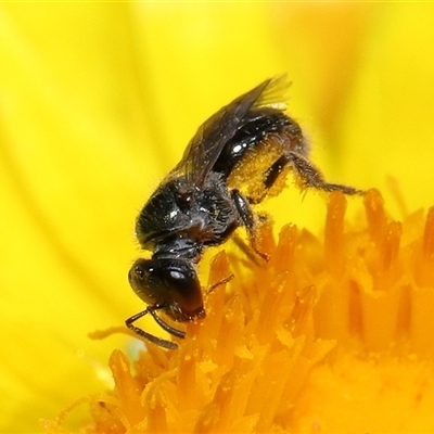 Lasioglossum (Homalictus) sphecodoides (Furrow Bee) at Acton, ACT - 20 Nov 2024 by TimL