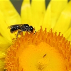 Lasioglossum (Homalictus) sphecodoides at Acton, ACT - 21 Nov 2024