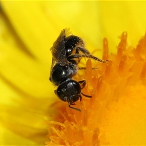 Lasioglossum (Homalictus) sphecodoides at Acton, ACT - 21 Nov 2024